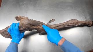 Exclusive Equine Stay Thoracic Limb Details