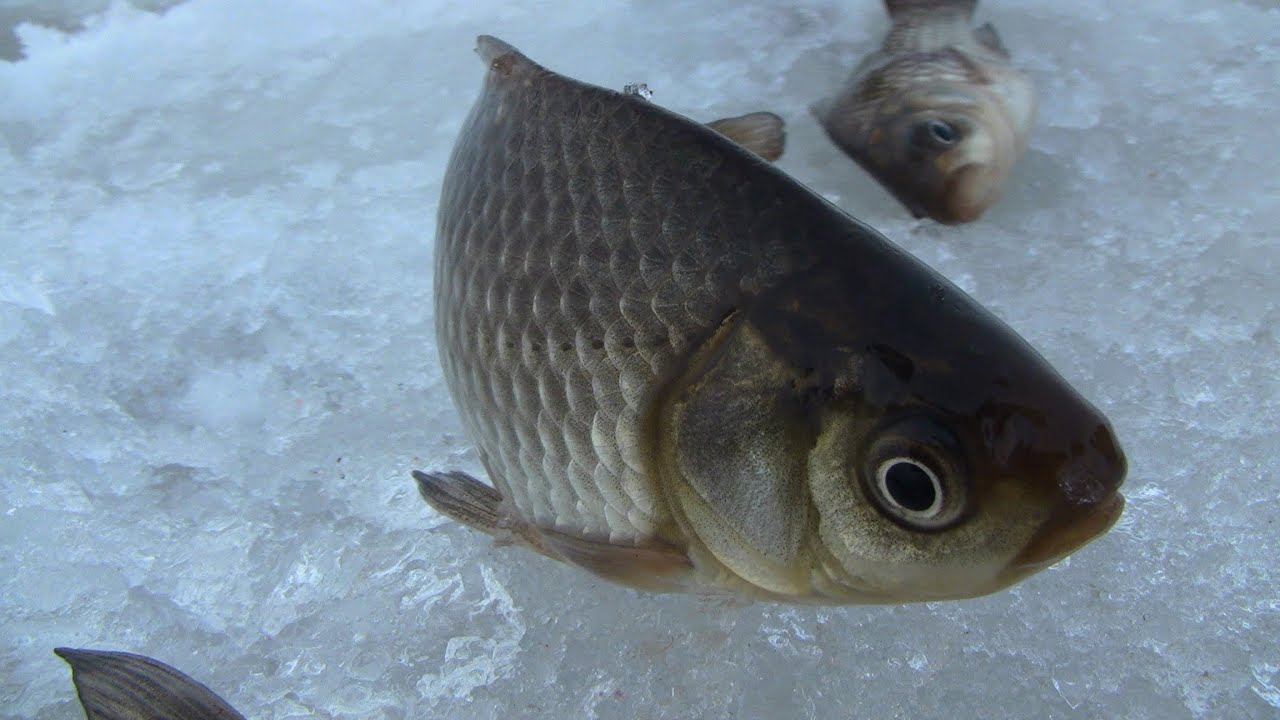 Зимняя рыбалка 2015✔ (Дневник рыболова)