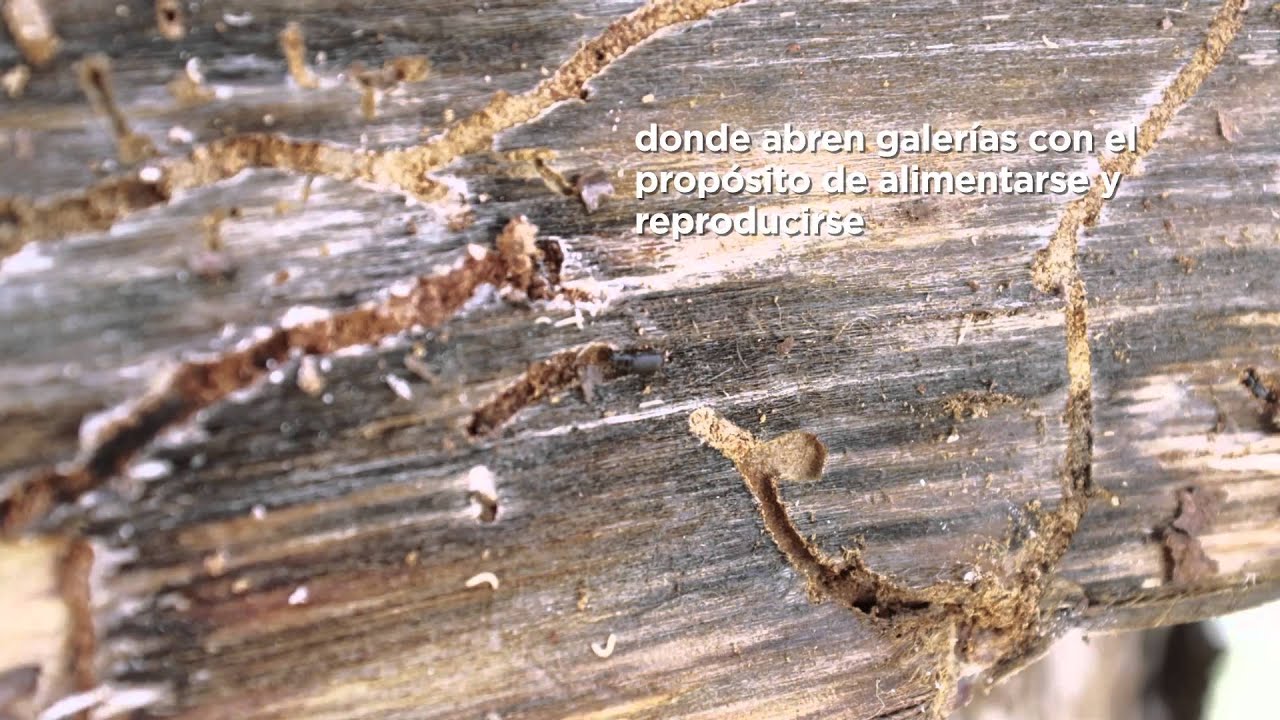 Tratamiento fitosanitario contra insectos descortezadores