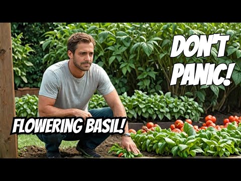 What To Do With A Basil Plant That Is Flowering