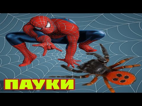 ПАУКИ Познавательное видео для Детей