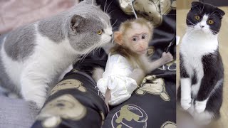 初めて赤ちゃん猿にあった猫たちの反応が面白すぎた笑