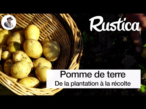 Vidéo: Règles Pour La Préparation Et La Plantation Des Tubercules De Pomme De Terre