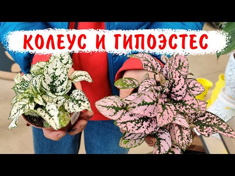 Очень красивые и неприхотливые, декоративные растения колеус и гипоэстес