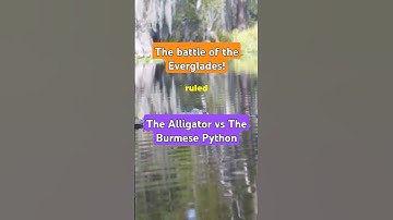 Everglades Showdown: Alligator vs Python #python
