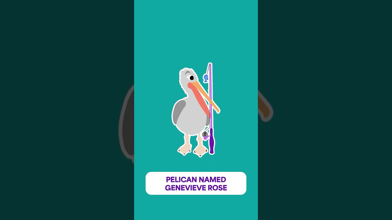 Pelican named Genevieve Rose 🍊 
