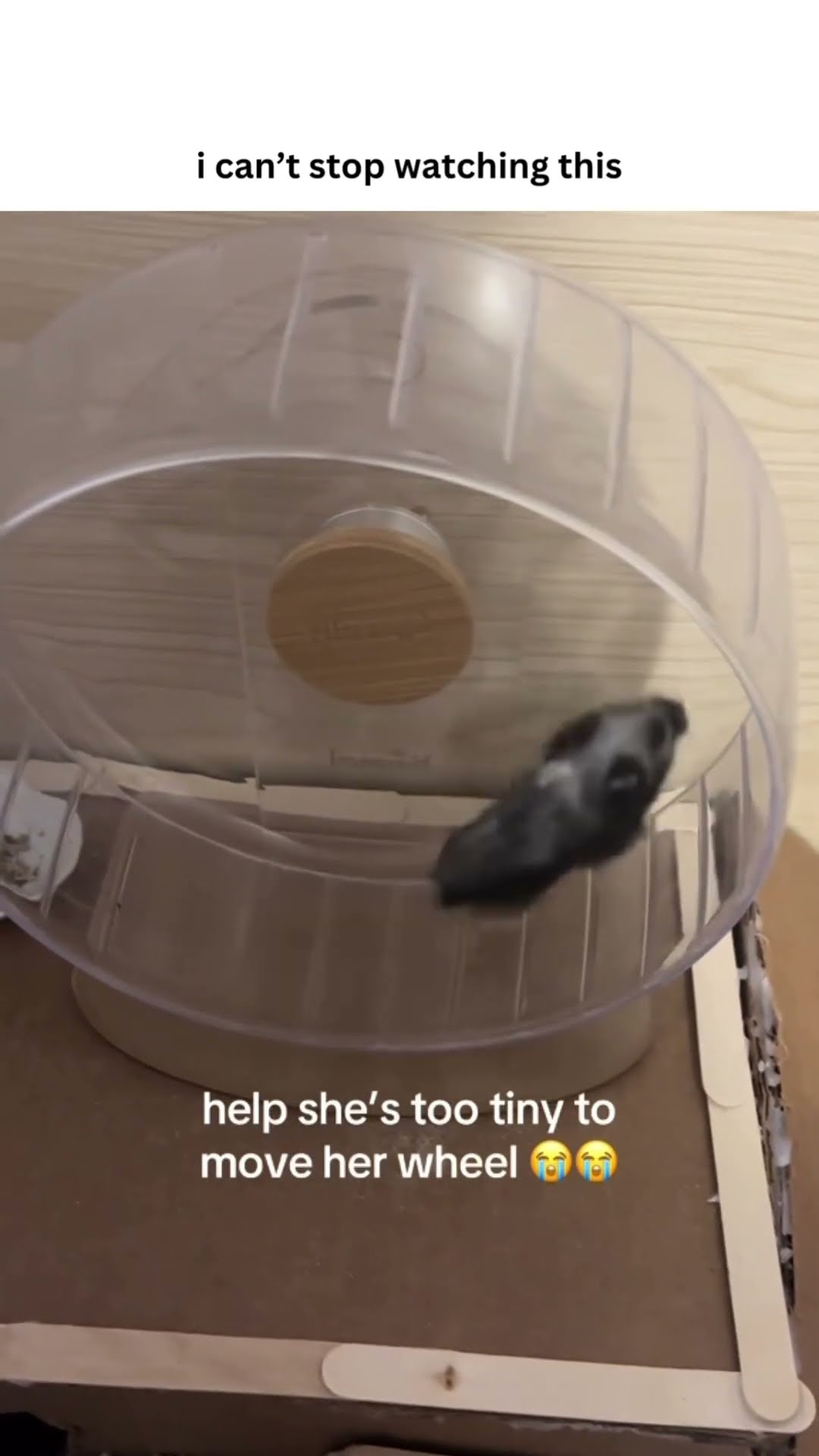Poor lil yung hamster not big enough for prvnci concert