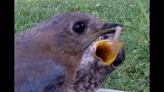 Eastern Bluebirds Feeding Babies Mealworms. Dont Stress, Momma Will Feed You A Worm.