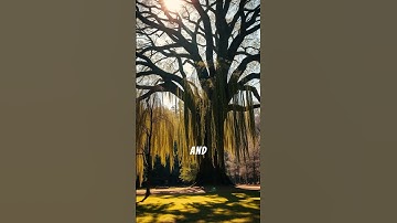 The Ancient Celtic Secret: How Trees Predicted Your Destiny