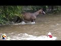 Incredible Hurricane Harvey Horse Rescue | The Dodo