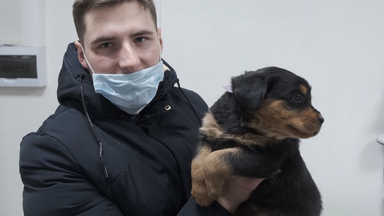 первые прививки щенкам