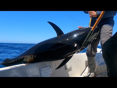 Video Câu Cá Ngừ Đại Dương Khủng Lồ - Trolling Madmac for... - youtube