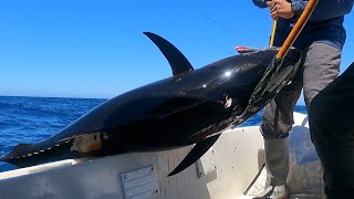 Câu Cá Ngừ Đại Dương Khủng Lồ - Trolling Madmac for Jumbo Bluefin Tuna Catalina Island @Cá Quá Cá TV