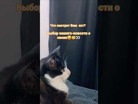 Забавные животные. Кот -киноман. Какие интересы у Вашего любимца? #kat #tv #нидерландысольгойиåge