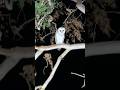 Barn Owls. Awesome night hunters. #owl #conservation #nature