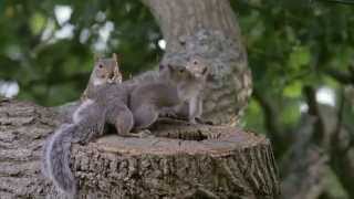 Grey Gray Squirrel baby babies causing mischief and annoying Mum - Sciurus carolinensis