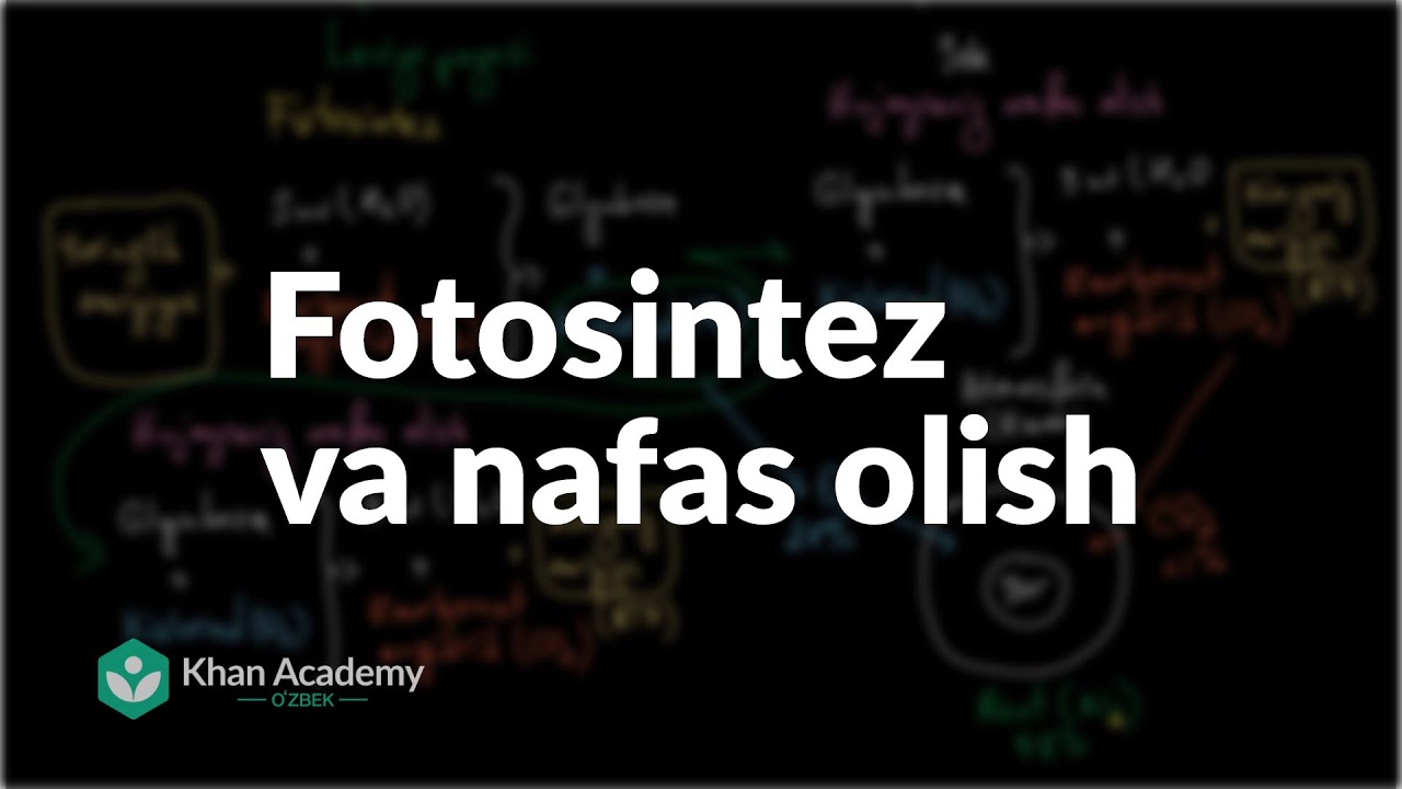 Fotosintez va nafas olish  | Nafas olish tizimi | Tibbiyot