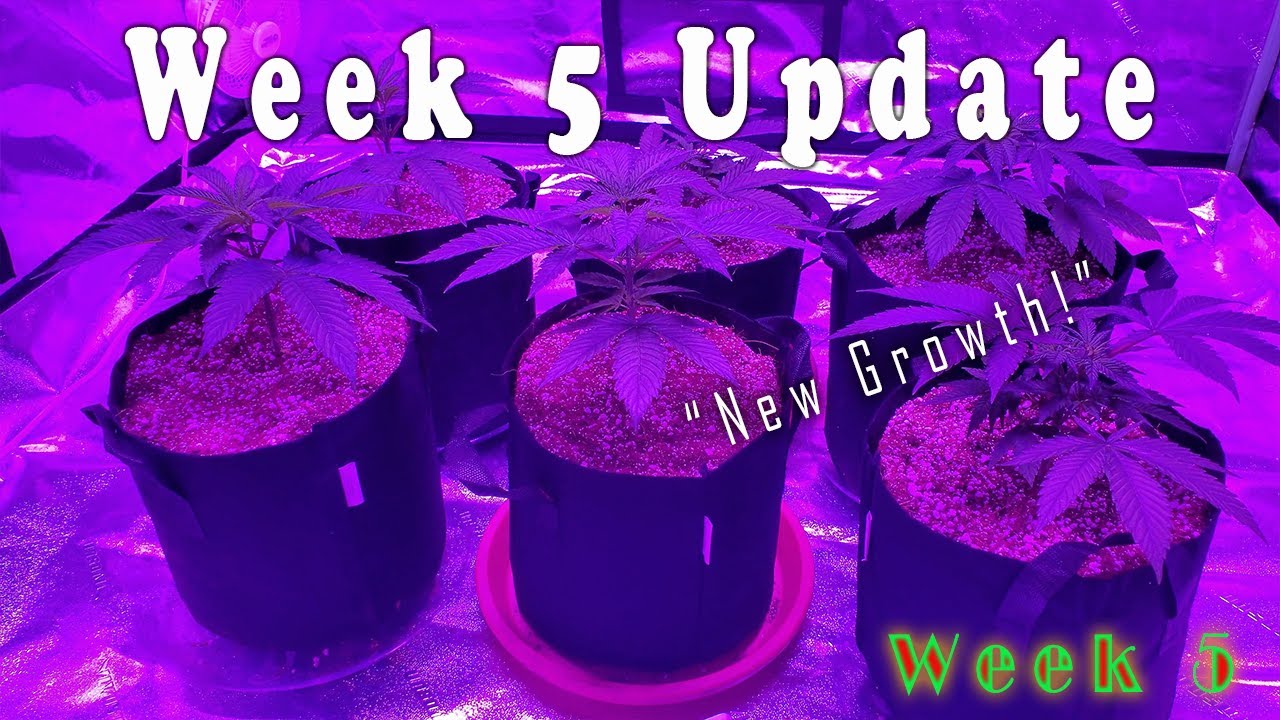 Week 5 Growth Update! (Topping Results)