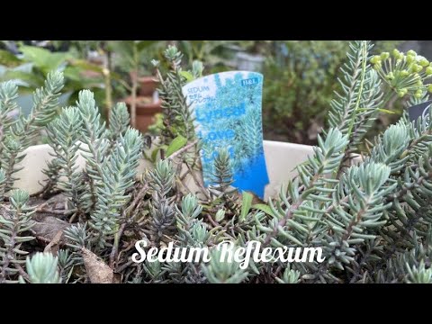 Video: Sedum Vil Dekorere Haven Og Styrke Sundheden