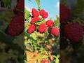 Black Berry Good For Health.