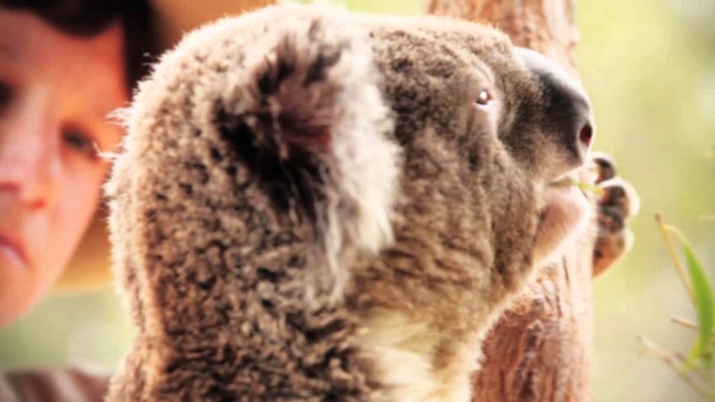 WILD LIFE Sydney Zoo Koalas - YouTube