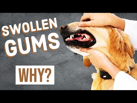 वीडियो: कुत्तों में सूजे हुए मसूड़े