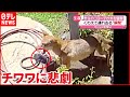 【生還】ペットのチワワが野生のコヨーテに…飼い主が救助した方法は?