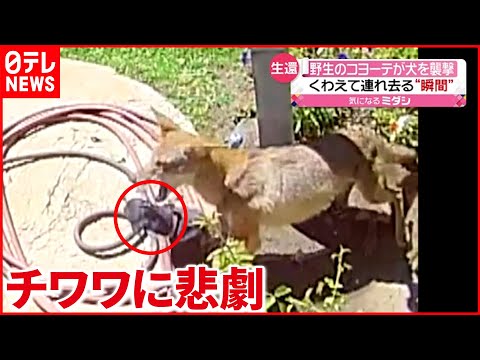 【生還】ペットのチワワが野生のコヨーテに…飼い主が救助した方法は？