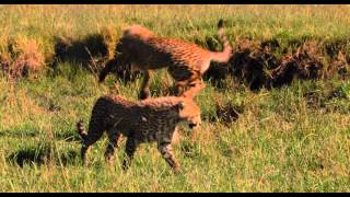 African Cats  African Morning   Clip 1080p