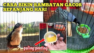 Punya Burung Rambatan kok Bunyinya cuma pas dipancing HP aja ⁉️ Ini solusinya supaya gacor