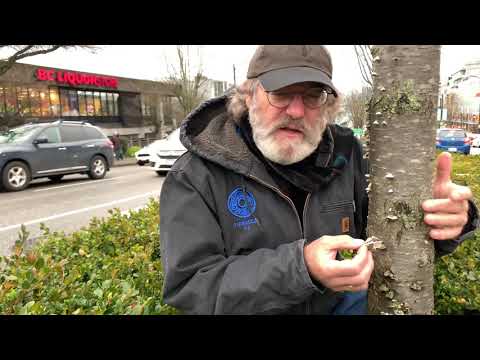 Schizophyllum commune in Vancouver