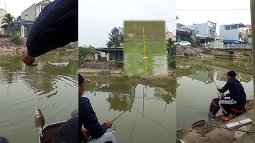 Câu cá Diếc, nước lạnh cóng #cauca #caudai #hoiquancaudai