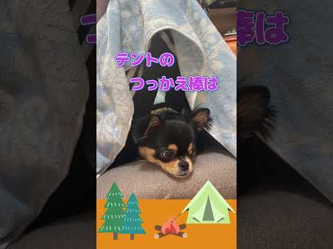 ソロキャンプなチワワ #チワワ #dog＃むぎお＃ソロキャンプ