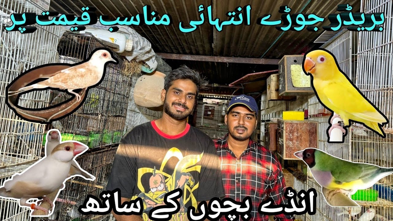 White , Silver , Fawn Java Sparrow , Red Pied Dove , Black wing Budgie ...