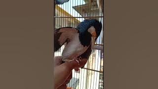 BURUNG JALAK SUREN MEWAH// BISA SUARA RINGTONE HP 😎🤩