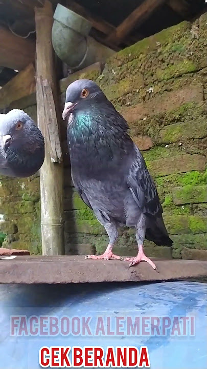 CARA MENGGIRINGKAN MERPATI DENGAN CEPAT GIRING KERAS KEKET#pigeon #pigeonbird