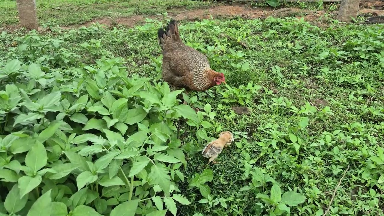 Hen feeding its chicks | normal working day for hen