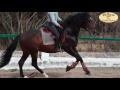 Vdeo aprendiendo equitacin la flexibilidad en el caballo