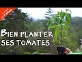 Comment bien planter ses tomates - le conseil des 4 saisons