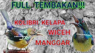 Download Lagu MASTERAN FULL TEMBAKAN!!! KOLIBRI KELAPA|| MANGGAR|| GACOR PARAH @STBKICAUBURUNG  MP3