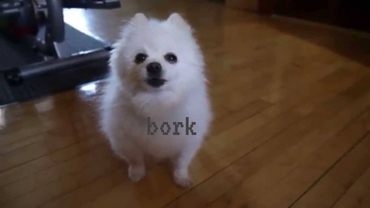 [osu!] [Re-U] O-oooooooooo AAAAE-A-A-I-A-U-JO-oooooooooooo but with woofs and barks