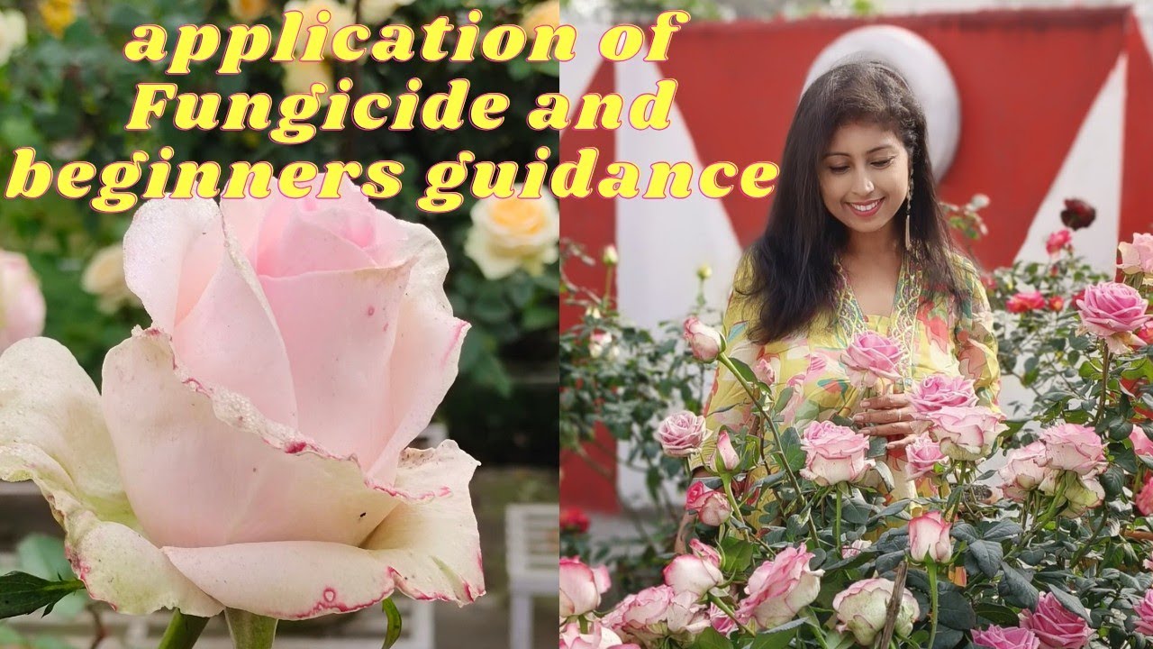 how to apply Ridomil Gold Fungicide on Rose Plants,plants update after heavy rain |  Beginners guide