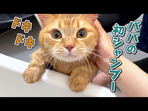 パパ初めてのシャンプーが怖くて小鳥みたいに鳴いちゃう猫