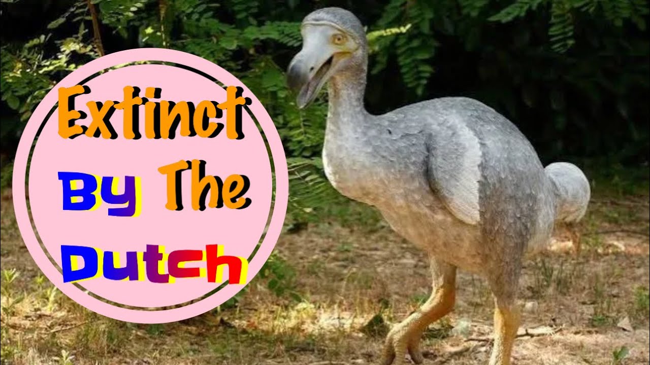 Dodo Extinction: Humanity’s First Ecological Disaster 💀 | 