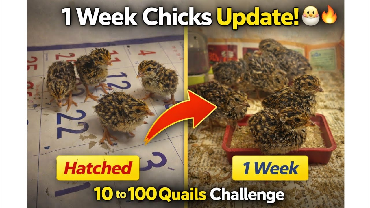 Healthy Chicks After 1 Week! 🐣🔥 | 10 to 100 Quail Challenge 