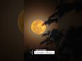 Fenomena Langit Langka Mei 2026 #astronomi #flowermoon #bluemoon #meteor #mei2026 #bulan #fenomena