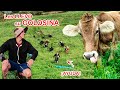 Esta es LA GOLOSINA de las VACAS FELICES 🐮 ¡LES ENCANTA!😋