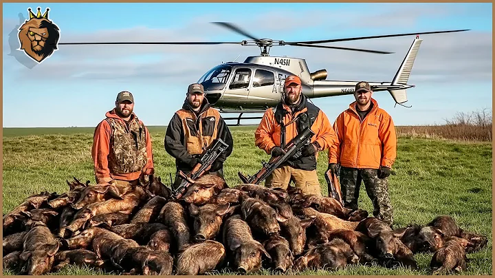 How Do American Hunters and Farmers Deal with Millions of Wild Hogs Using Helicopters?