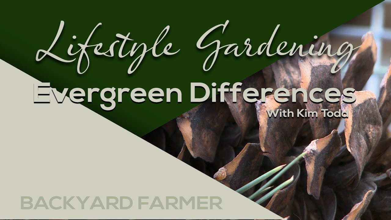 Evergreen Differences YouTube