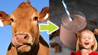 Health Benefits of Chocolate Milk You Never Knew - Until Now!
